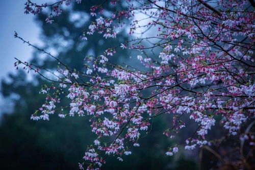 一、——春风拂面樱花疯了！