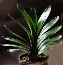 哪种绿植在风水学中被认为是镇宅第一名，特别适合君子兰？