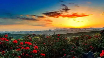 毕节杜鹃花秘密基地曝光