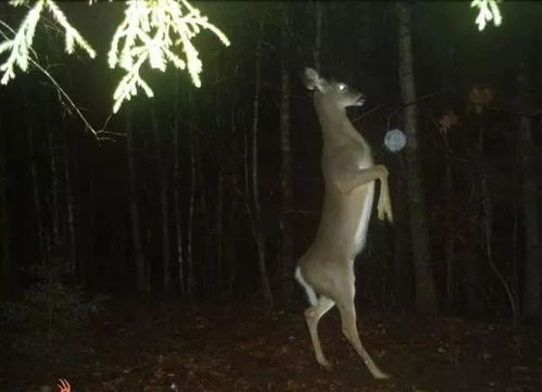 那东西夜晚， 笑声成了噩梦