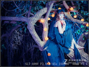 森林方位与八卦的奥秘