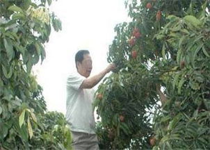 老板把风水树断了,老板把风水树断了怎么赔偿
