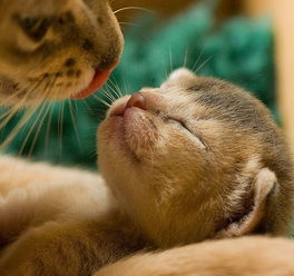 生肖猫？不猫不是生肖