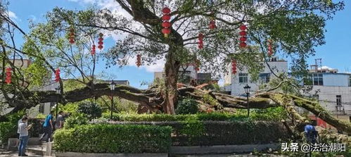 广州榕树热议,广东榕树倒塌