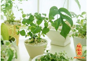 富贵竹：穷人的摇钱树