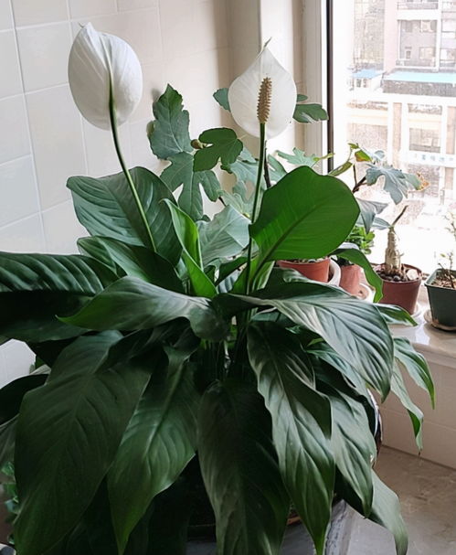 选择合适的植物种类