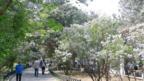 具体赏花地点推荐 (我的个人偏好!)