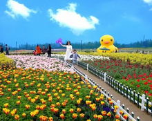 花海漫步：Zuo一回画中人