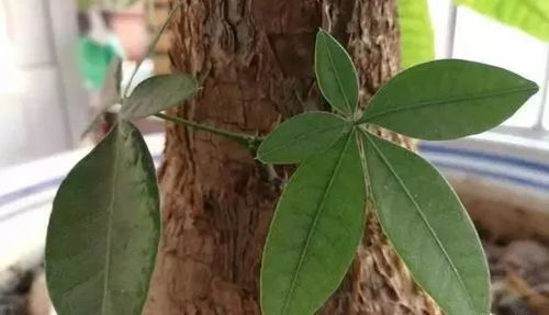风水角度解读：聚财纳福之源