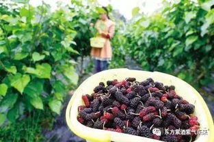 第一站：神木县杨树坪乡（这里有最纯正的原始味道）