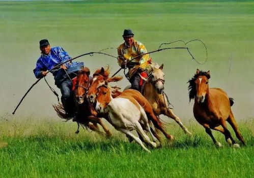 千年草原瑰宝，蒙古族特bie风俗，传承爆款来袭！