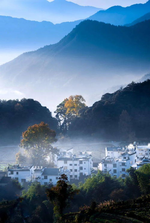 李 家坑吊 红 ： 红柿 林 海