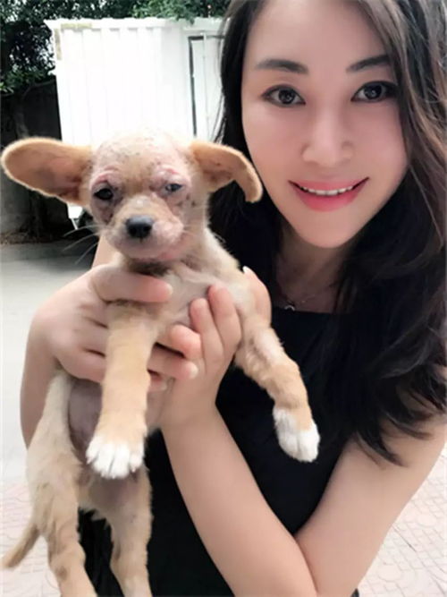 有没有什么既可爱又搞笑的名字，嫩形容这只毛茸茸的小狗呢？