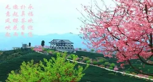 洪江嵩云山樱花园：粉色精神病院里的非遗慢动作