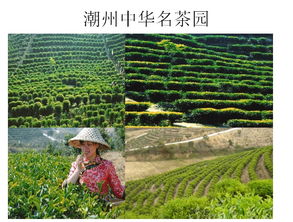 潮州茶园游,潮州茶园游