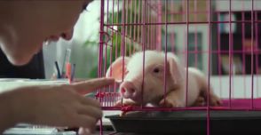 人怕出名猪怕壮所指的生肖是哪个？