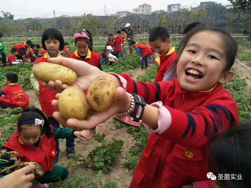 一、 土豆王国——济南周边的“薯”情较大爆炸