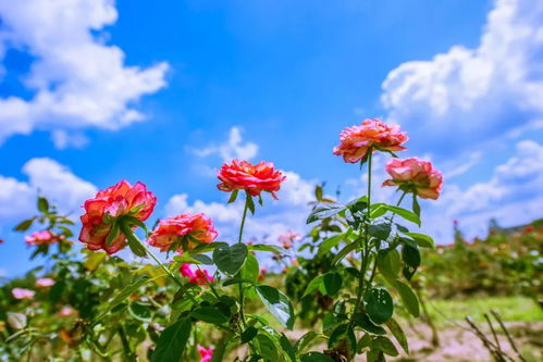 二、关于水晶山那一些花里胡哨的事儿（绝对不能错过）