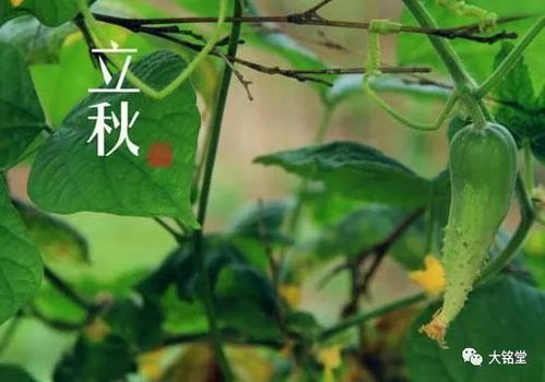 其他星座的碎碎念