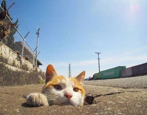 3.2 流浪猫咖啡厅：猫咪讲解员上线！