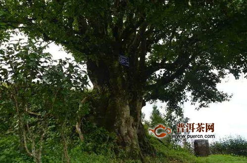 迷帝贡茶古茶山：得天独厚的自然条件