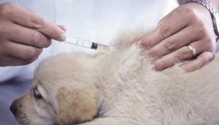 白狗饲养的风水忌讳：毛色的关系到