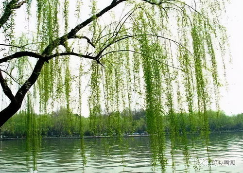 5、 柳树湾 & 古黄河生态民俗园：二月兰+油菜双拼套餐