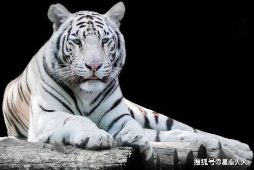 2026年属虎女性62岁运势如何？