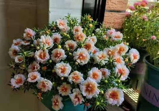 窗台聚财风水花朵,窗台摆花风水