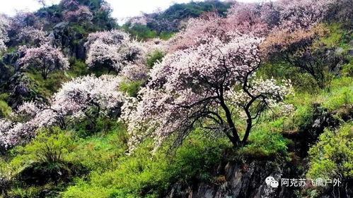 一、新疆伊犁杏花沟：三万亩野杏的狂舞