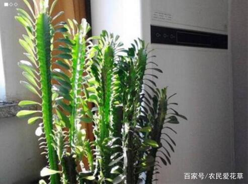 龙骨：坚韧不拔的象征