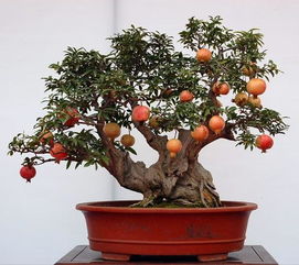 家中栽桃树盆景好吗,家中栽桃树盆景好吗