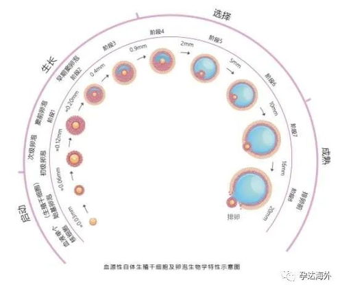 二、卵泡排出到底是怎么回事？（顺带给它取个绰号）