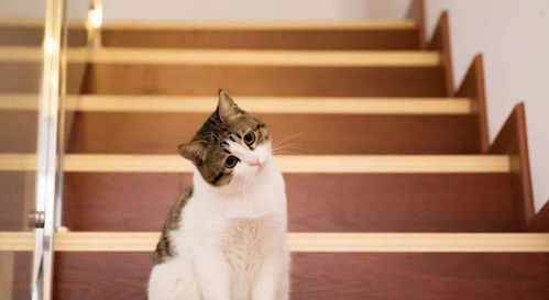 生肖猫的吉凶寓意