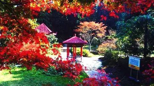 花径：人挤人嘉年华