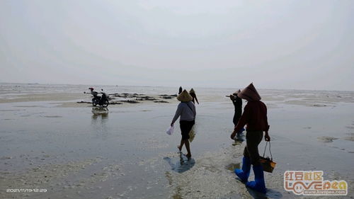 赶海小窍门 - 老渔民的不传之秘