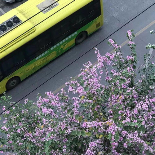 赏花：在公交时刻表中寻找春天的颜色