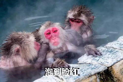 属猴人的机智应对