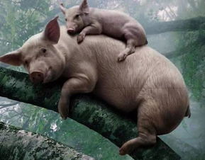 经济独立？不如学母猪上树！