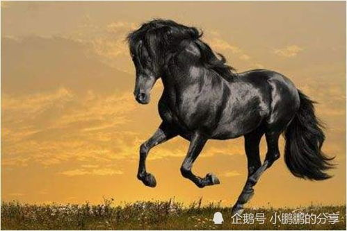 2026年属什么生肖？属马本命年需要佩戴什么物品以祈求好运？