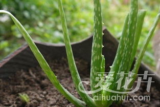 芦荟摆放风水禁忌,种芦荟有什么风水禁忌
