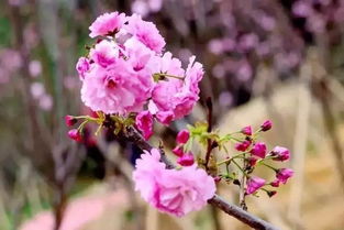 不可错过：三明樱花较大道