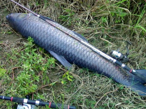 钓青鱼要kan风水不,钓青鱼