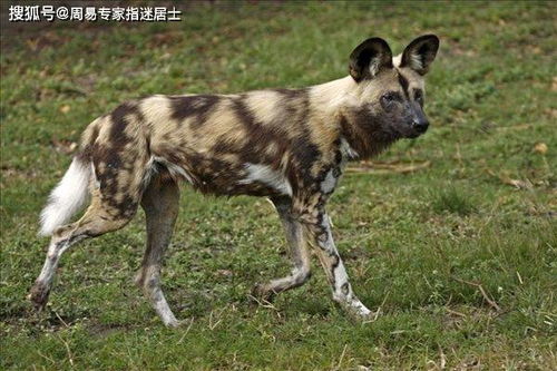 农历8月属狗人的运势和农历四月属狗人的运势分别如何？