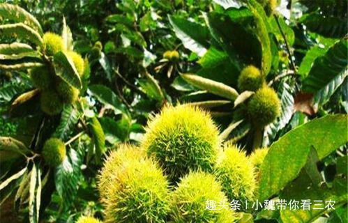 栗子树风水好，寓意吉祥吗？