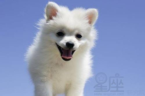 2026年82岁属狗人的运势如何？与226年属狗运势有何不同？