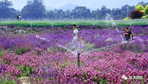 南京六合 #花海 - 周末带孩子去哪玩-多乐拾趣花田