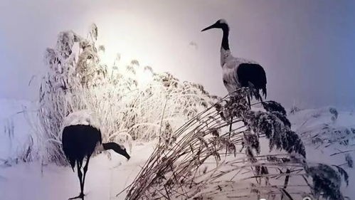 四、 夜幕降临，仙鹤街的浪漫时光