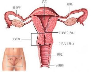 5、生殖系统疾病——子宫内膜病变与肿瘤也会闹事儿