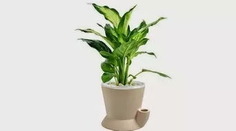 74年属虎的财运植物和属牛人最旺的绿植分别是什么？
